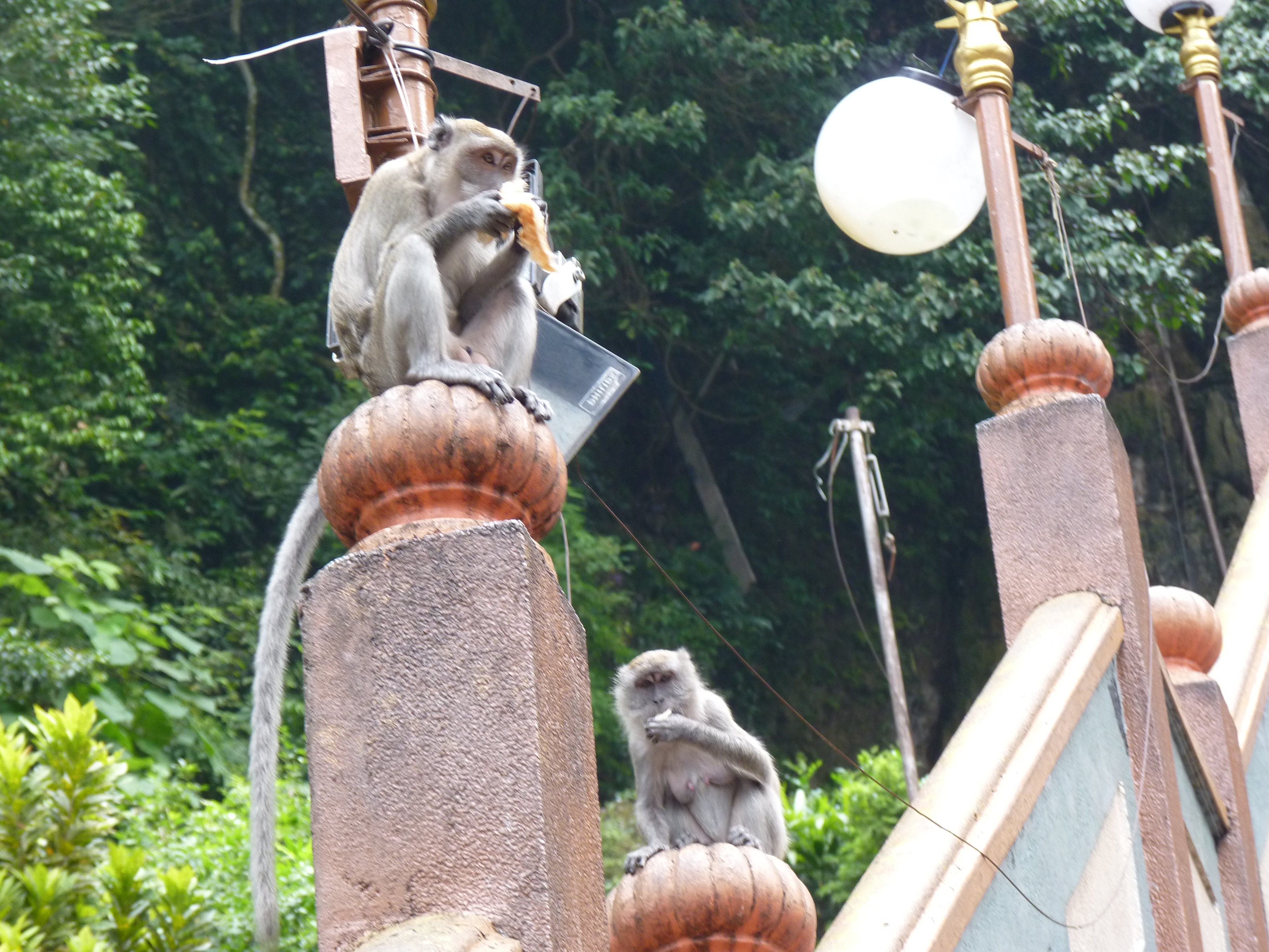 batu caves monkeys