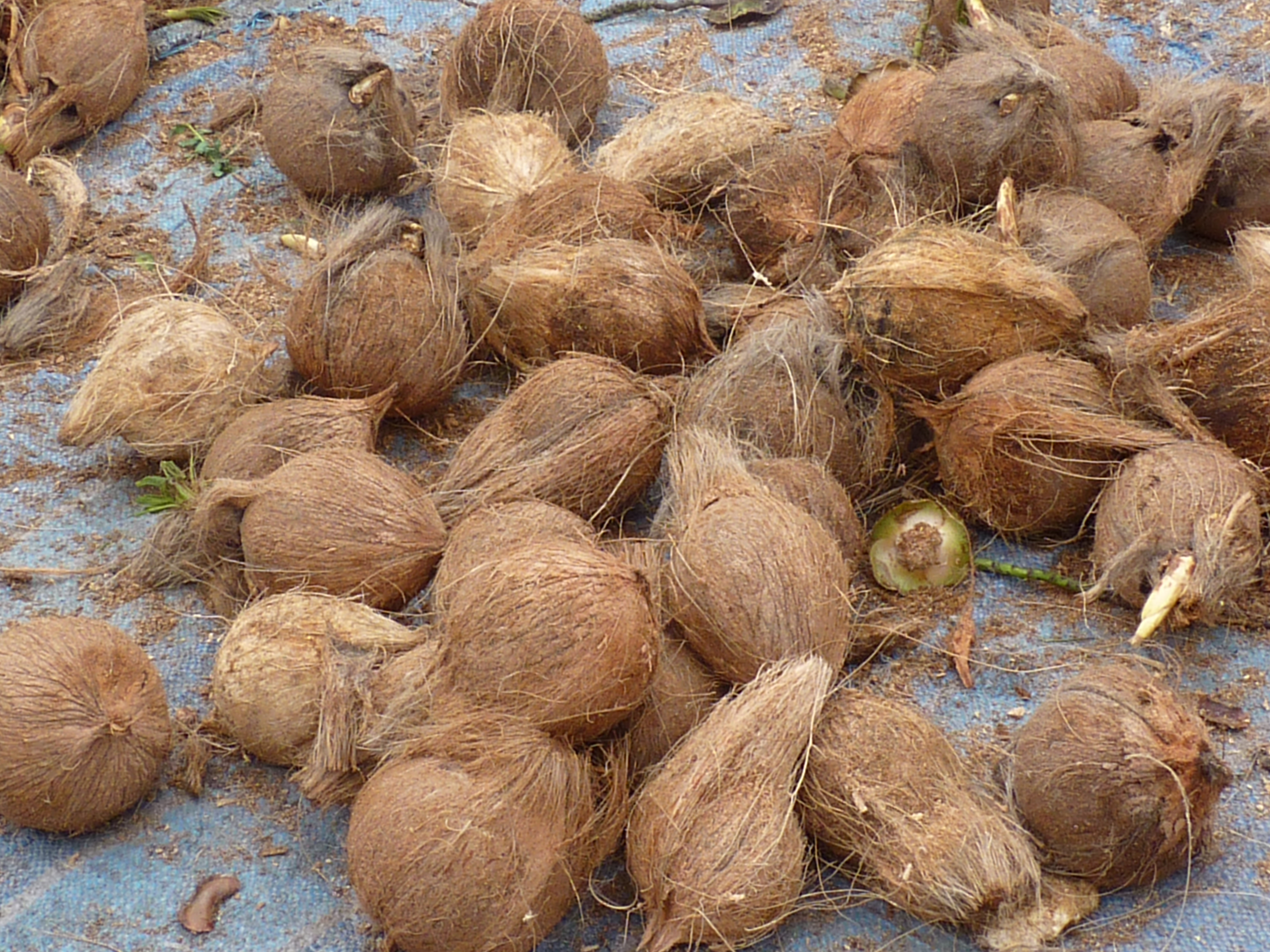 coconuts