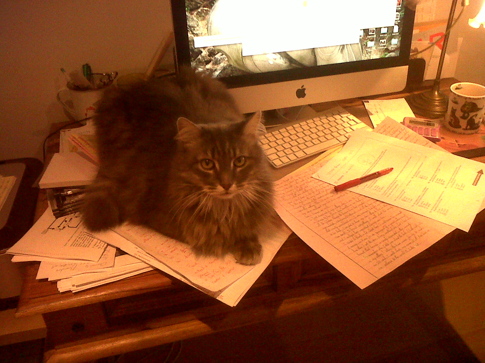 Pacha et les copies
