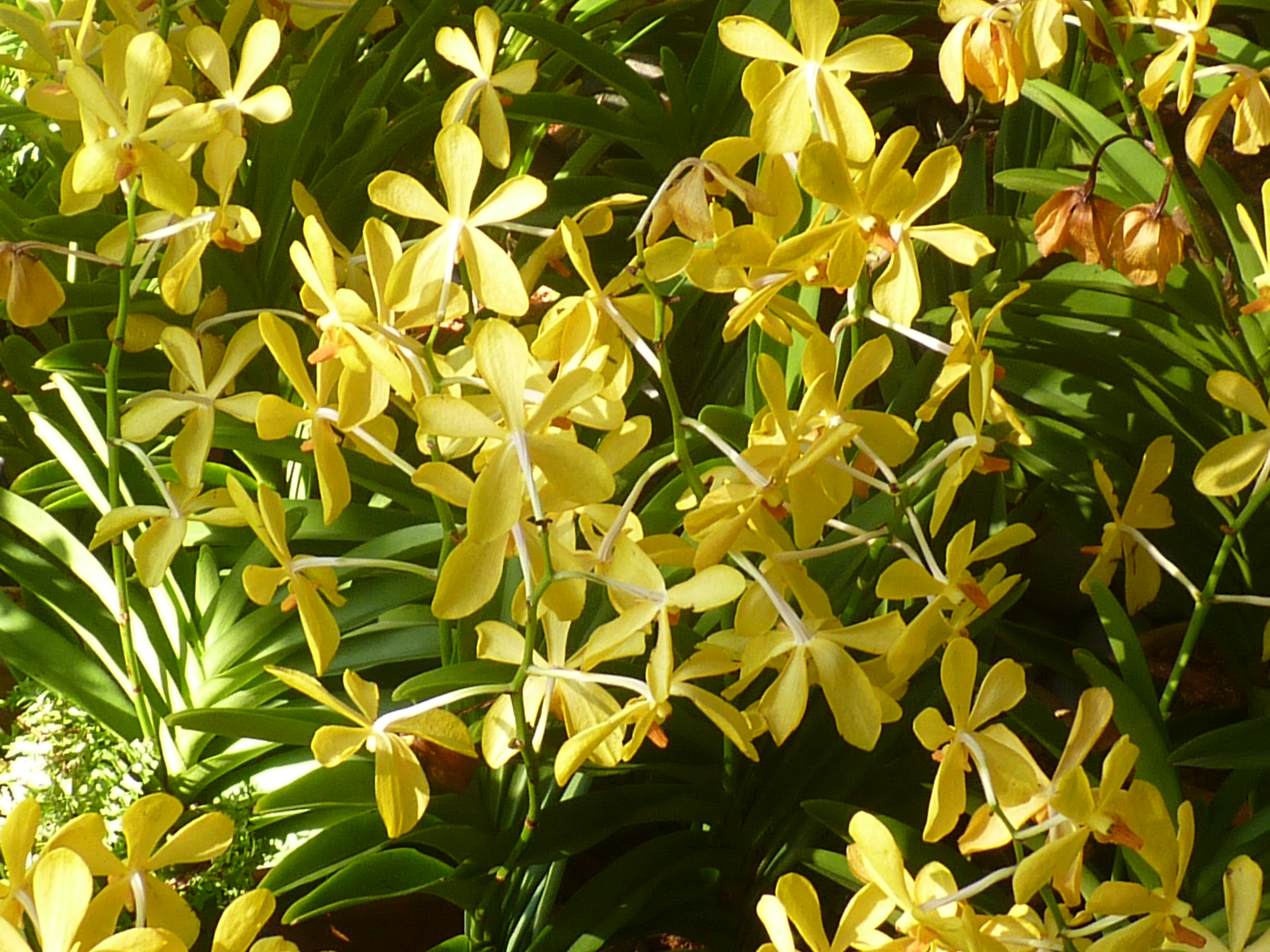 orchids