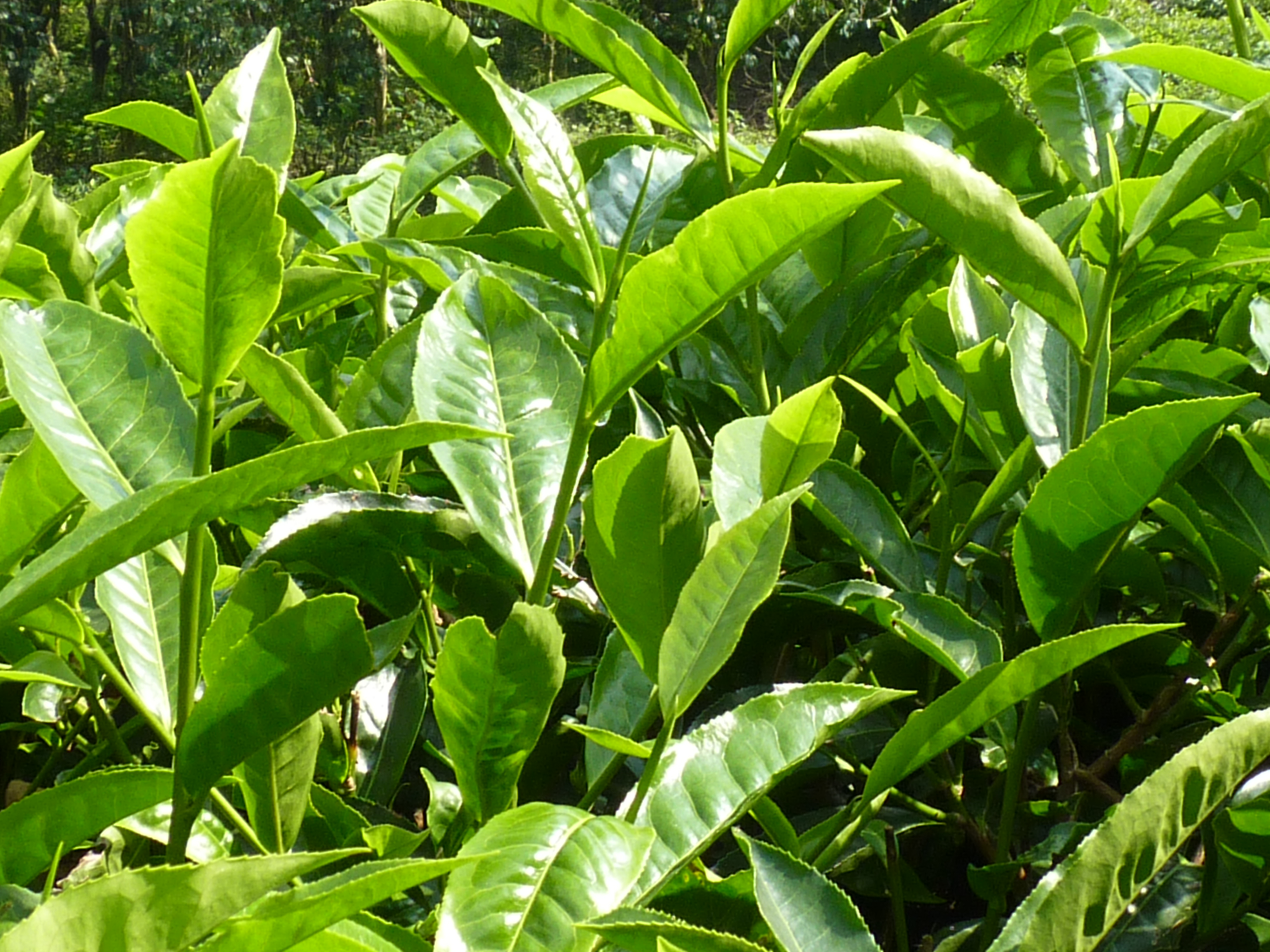 tea leaves