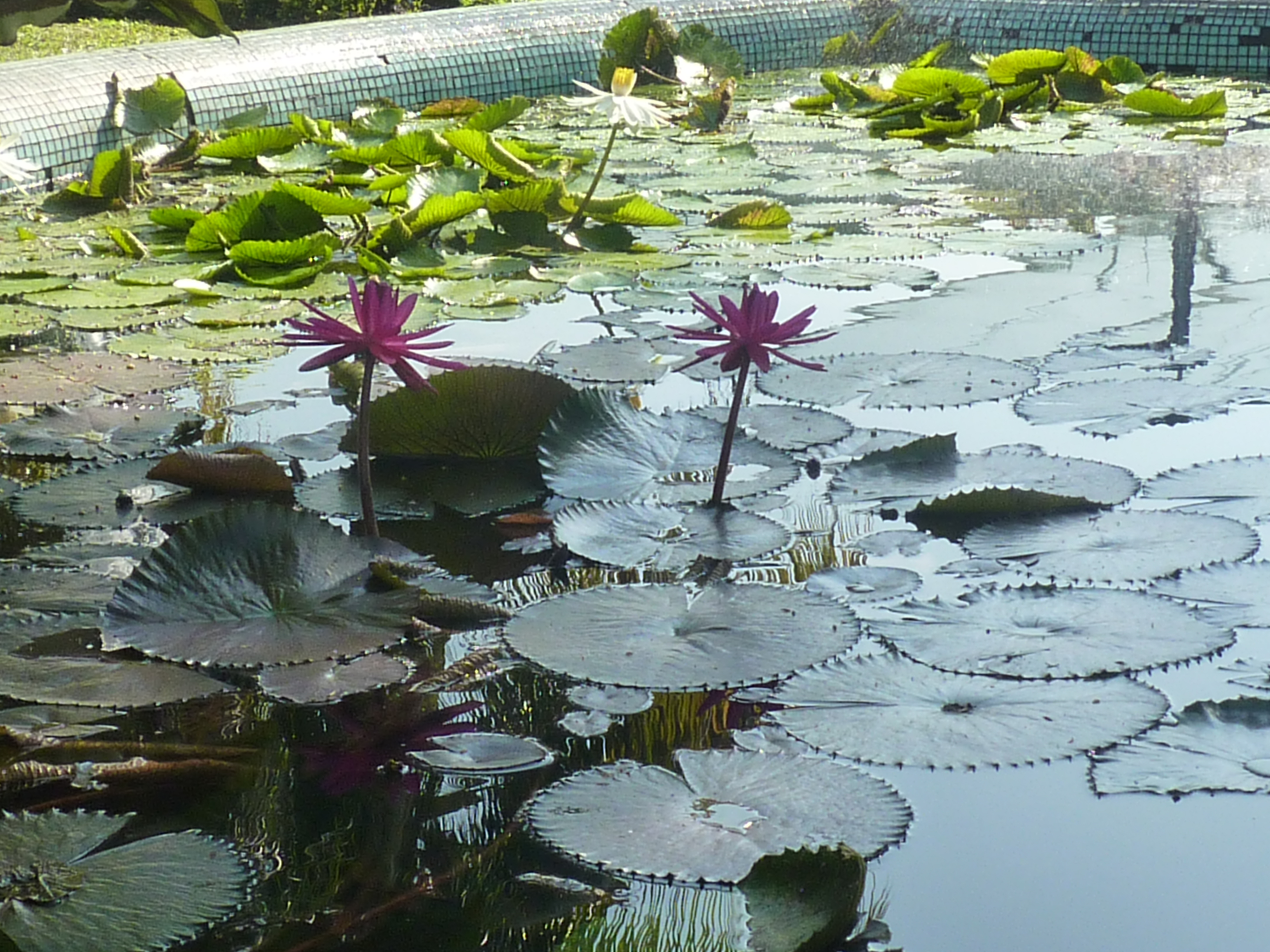 water lilies