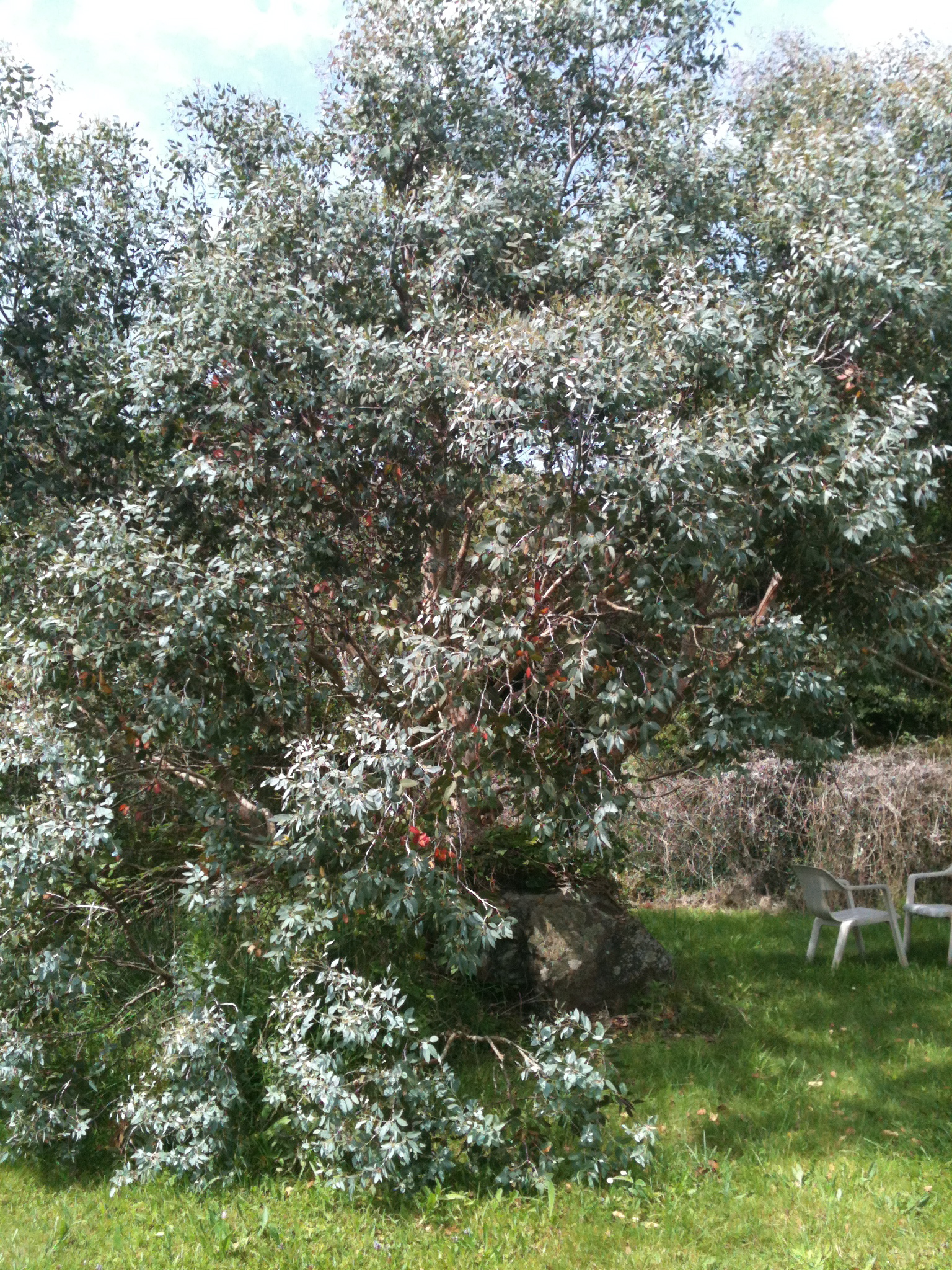 eucalyptus