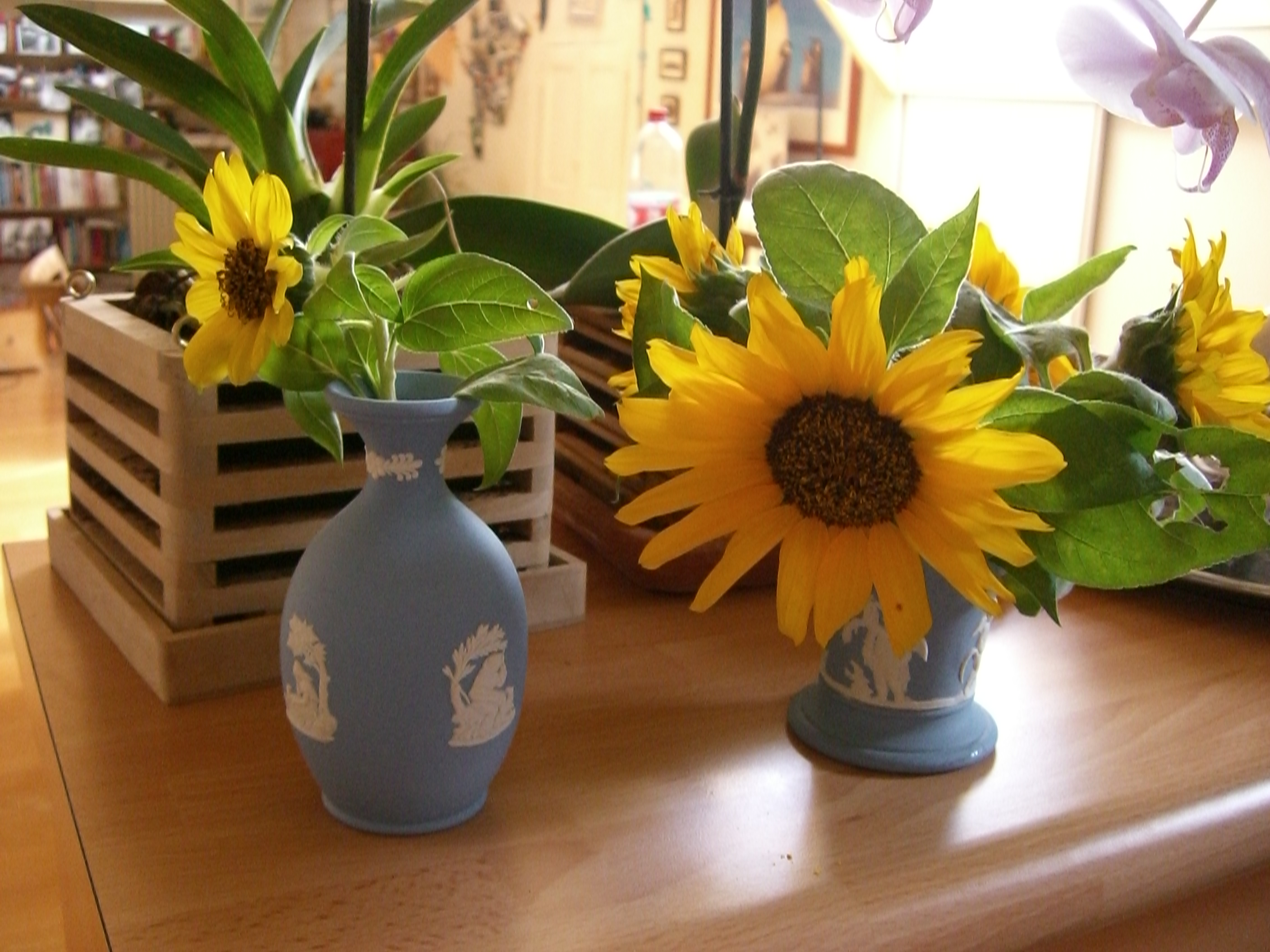 tournesol