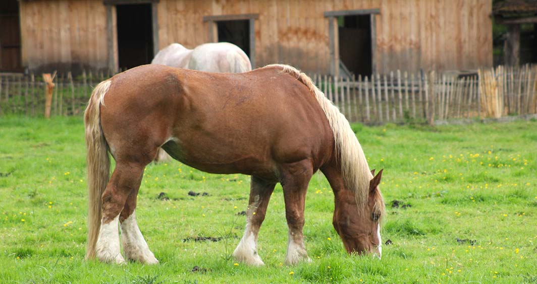 Au Char à Bancs, fermeauberge à Plélo dans les Côtes d'Armor