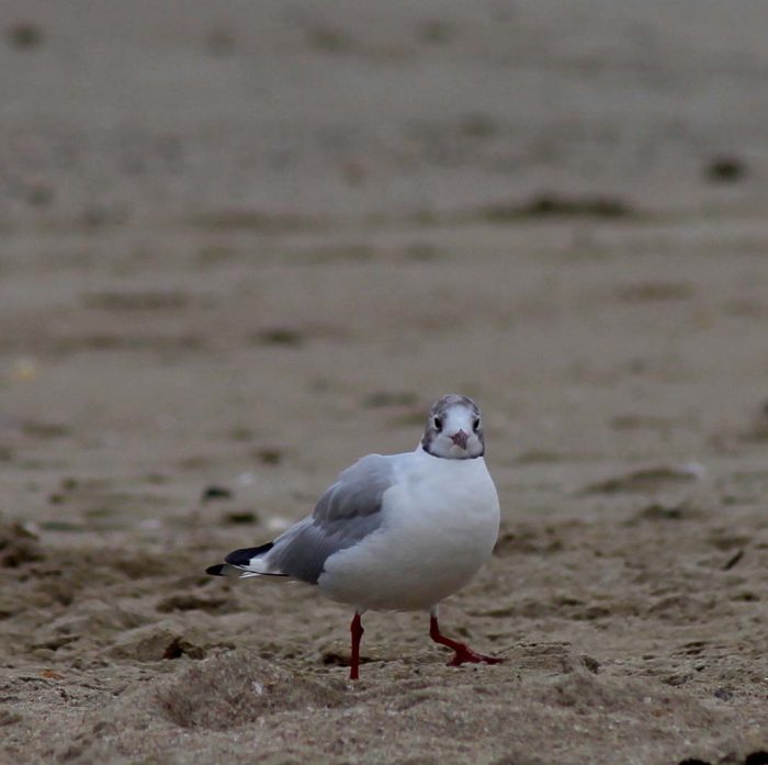 mouette lancieux