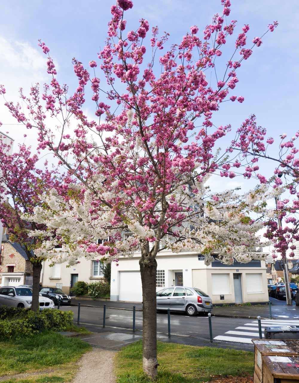 Un cerisier à fleurs roses et blanches en bas de ma rue Koalisa