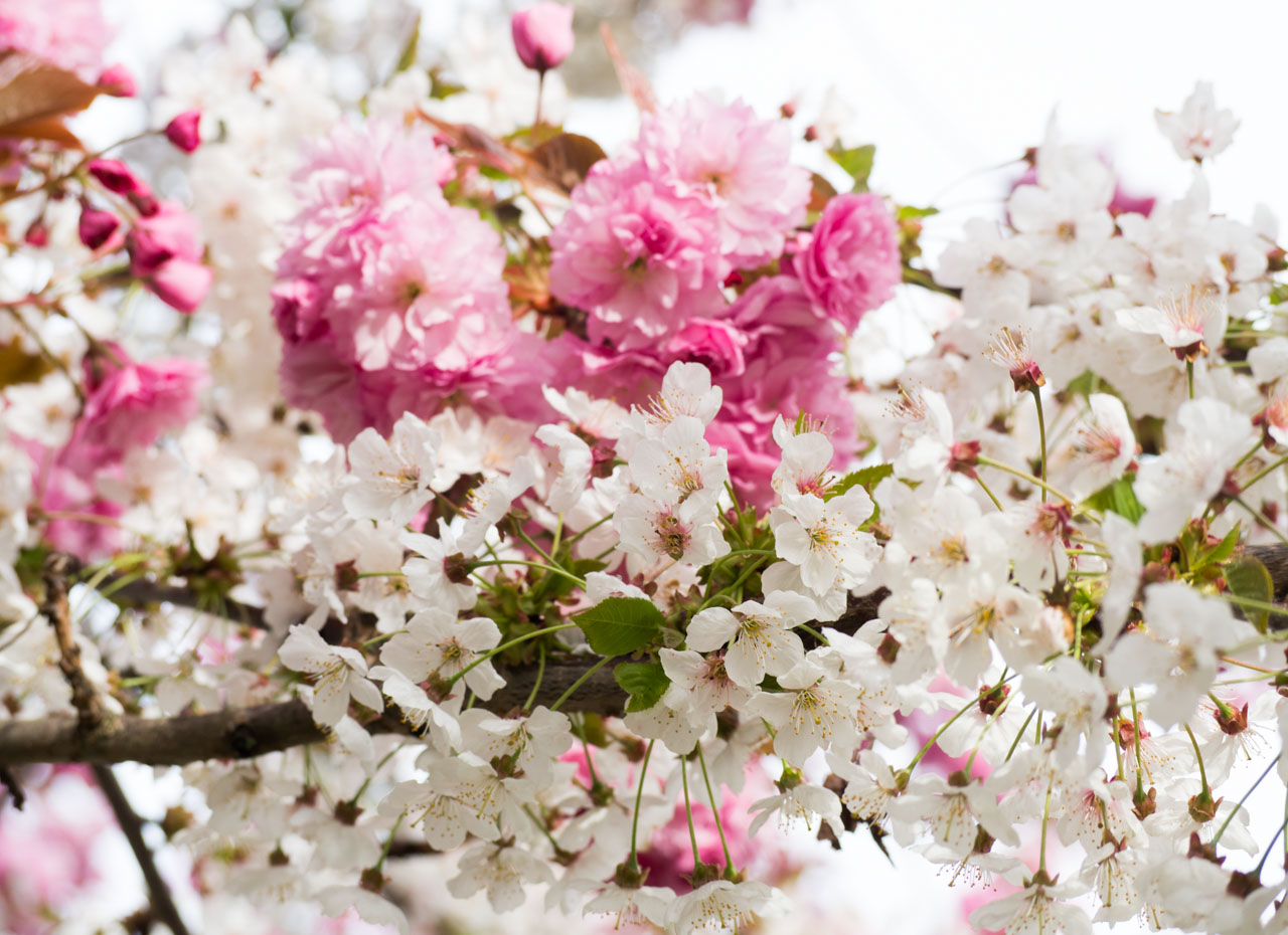 Un cerisier à fleurs roses et blanches en bas de ma rue - Koalisa