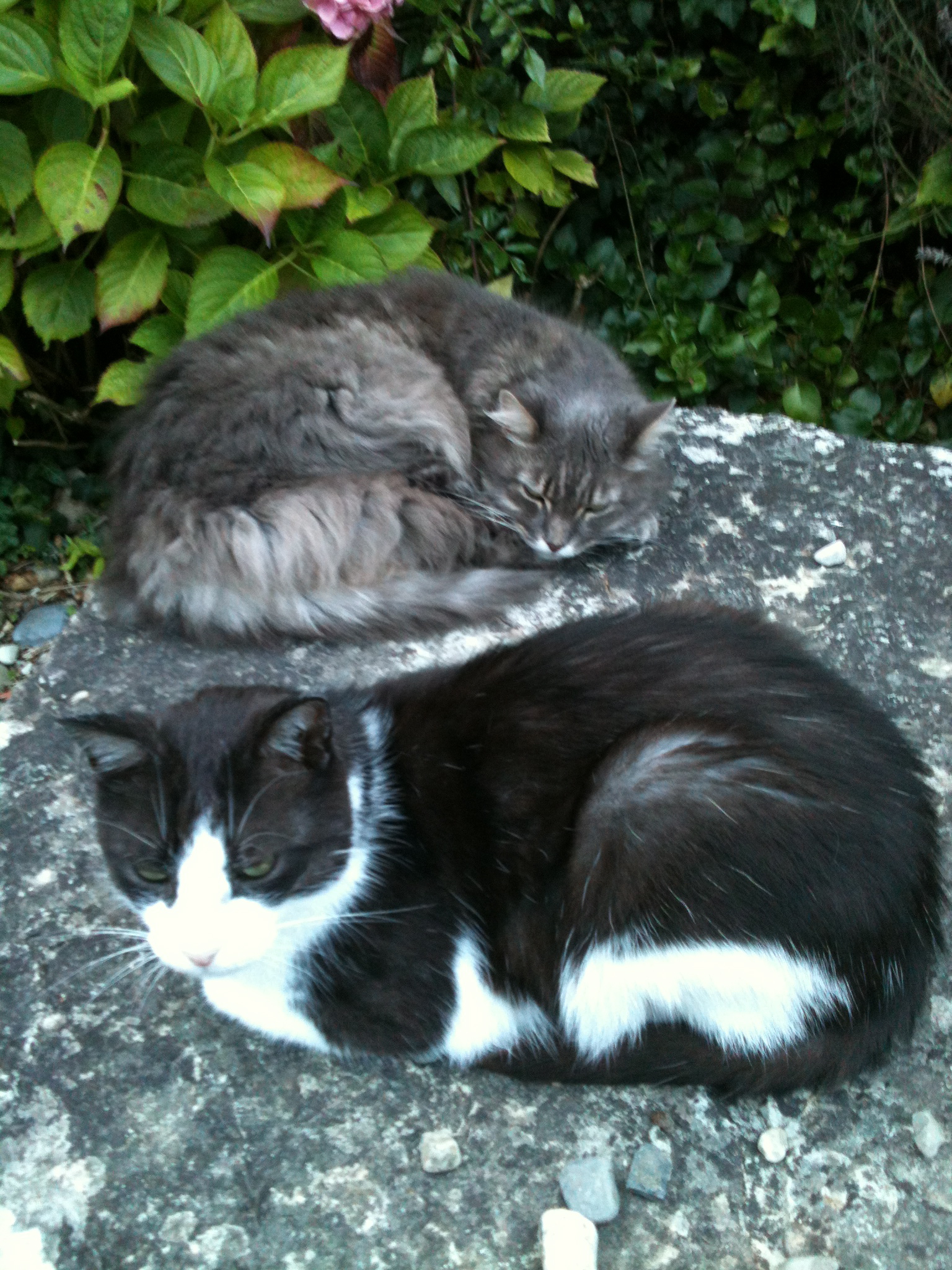 Que Ressent Un Chat Quand On Part En Vacances Vacances de chats... - Koalisa