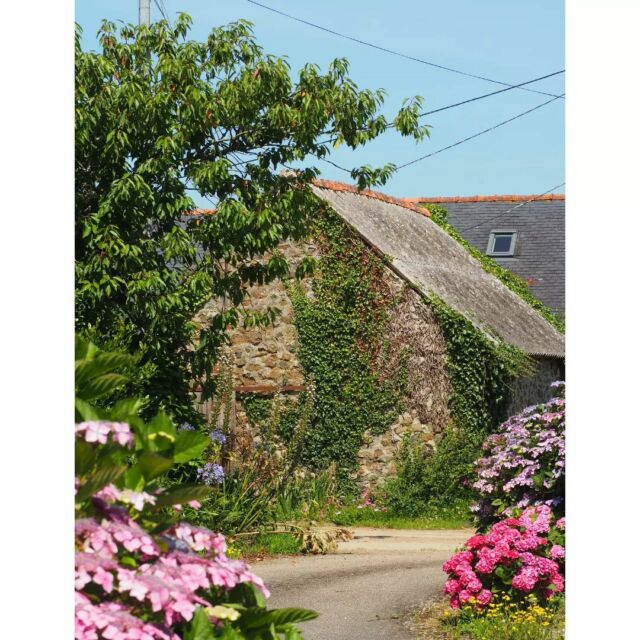 Landévennec. #landevennec #finistere #presquiledecrozon #leboutdumonde #pennarbed #bretagne #brittany #penty #bretonhouse #maisonbretonne #stonehouse #hydrangea #hortensia