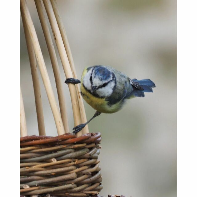 Mésange bleue. #mesange #mesangebleue #bluetit #oiseau #bird
