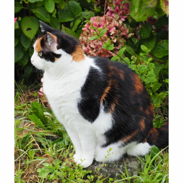 Busy spying on the neighbours! #maddiepowa #igcats #instacats #catsofinstagram #catstagram #rescuecat #adoptdontshop #tortoiseshellcat #ecailledetortue #tricolore