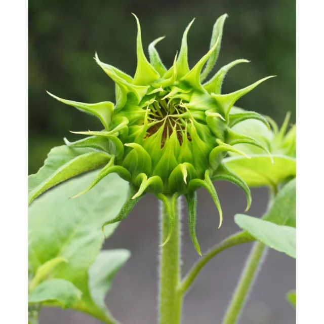 Bientôt un nouveau tournesol. Soon to be sunflower. #tournesol #sunflower #igflowers #yellowflower