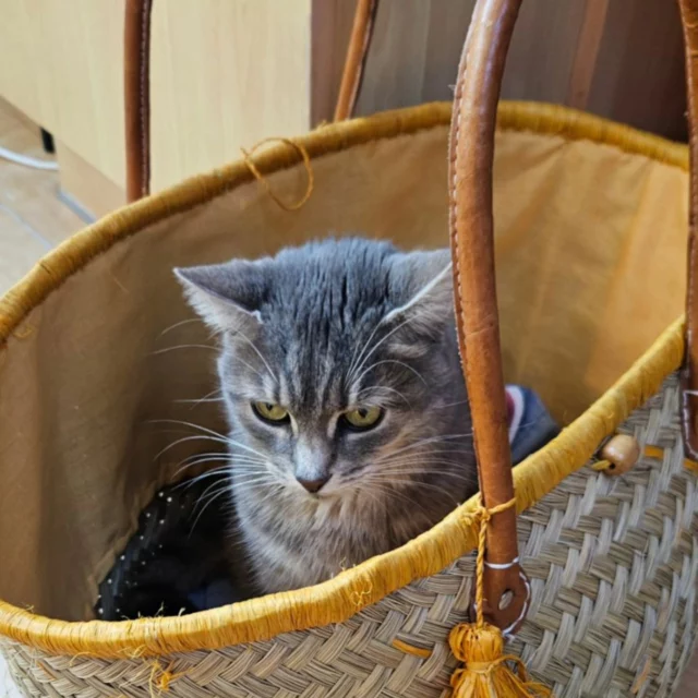 Basket love. #catinabag #catinabasket #savannahpowa ##igcats #instacats #catsofinstagram #catstagram #rescuecat #adoptdontshop #tabby #tabbycat #chattigré