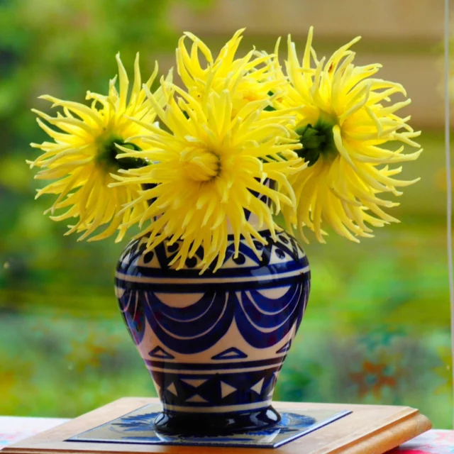 Quelques dahlias du jardin. #dahlia #koalisasflowers #fleurs #yellow #quimper #bouquetbreton